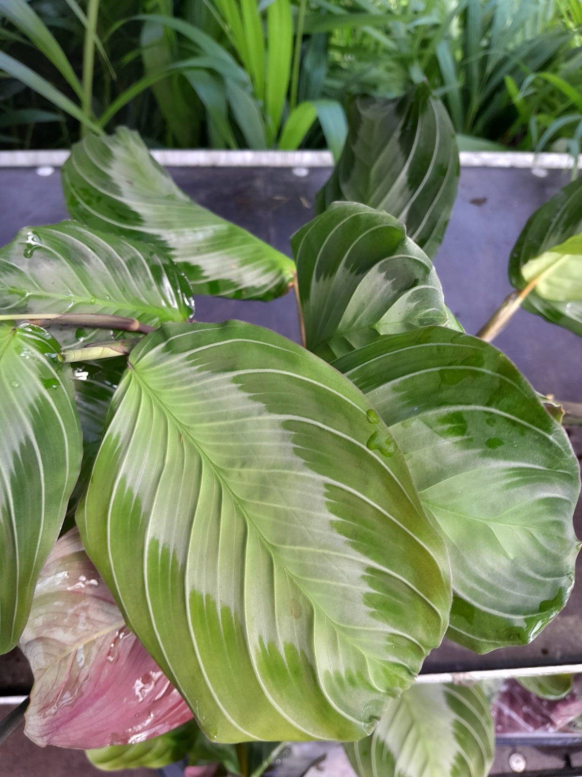 Maranta leuconeura 'Exclusive Grey' ca. 30 cm Pfeilwurz - Zimmerpflanze - Grünpflanze