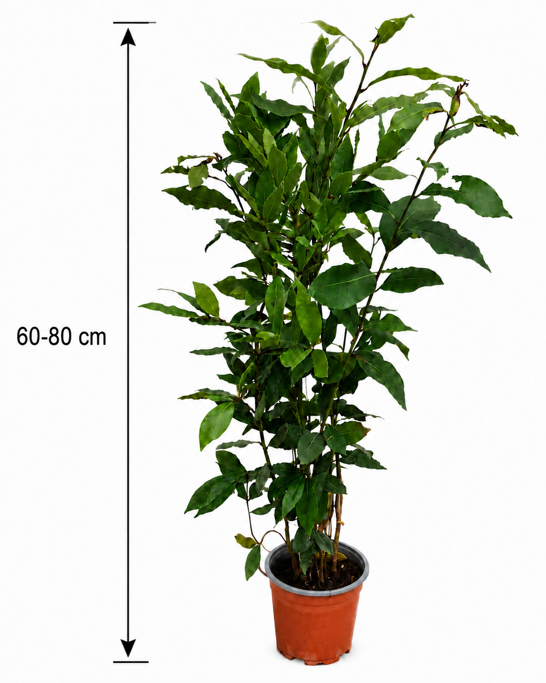 Echter Gewürzlorbeer (Laurus nobilis) – winterhart bis -10 °C, 60–80 cm inkl. Topf – aromatischer Lorbeerbaum für Garten & Küche
