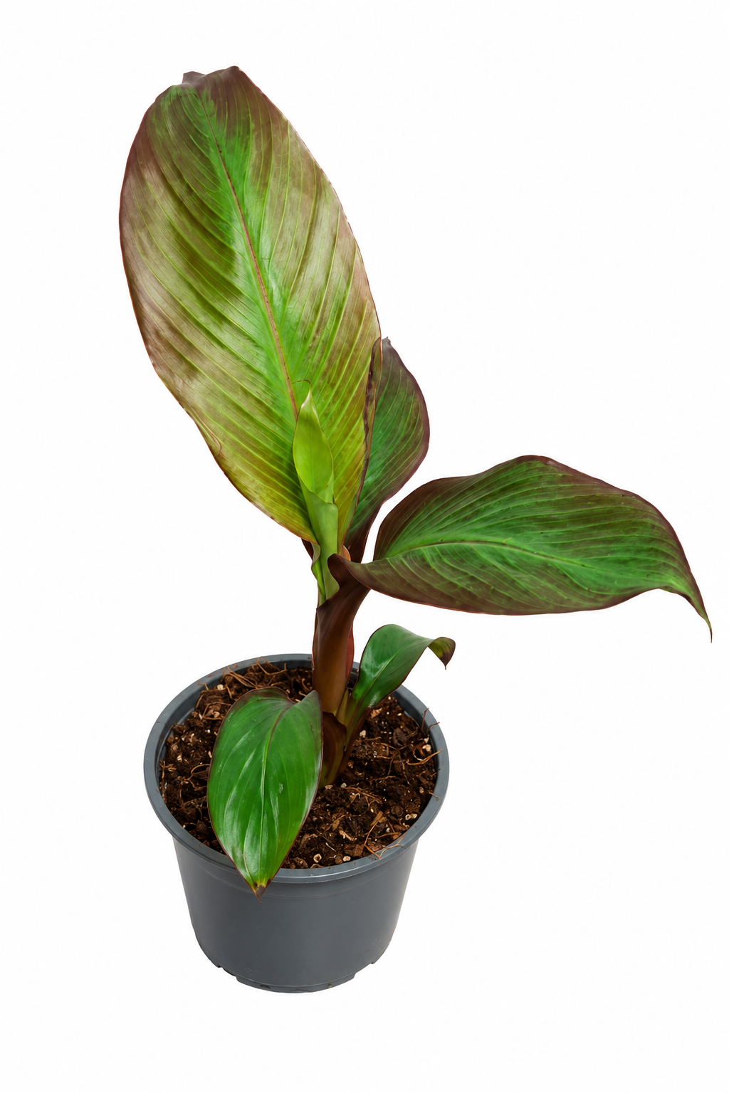 Červený okrasný banán 60-80 cm Ensete ventricosum Maurelii - habešský banán