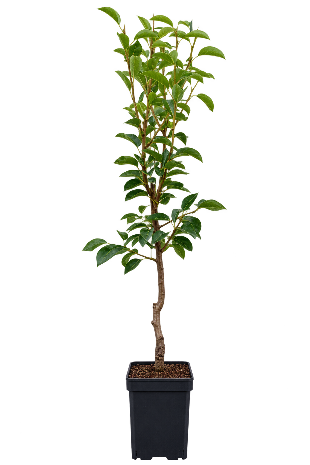 Kochbirne ‘Gieser Wildeman’ 100–120 cm – Pyrus communis, winterharter Birnbaum für Garten & Obstgarten