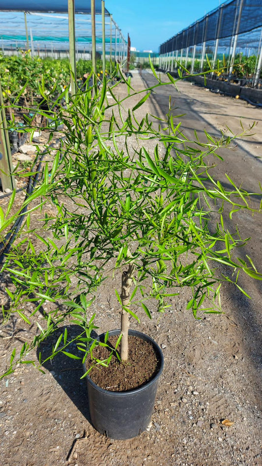 Eremocitrus glauca 70-90 cm - australská pouštní limetka citrusová rostlina citroníkovník limetkový