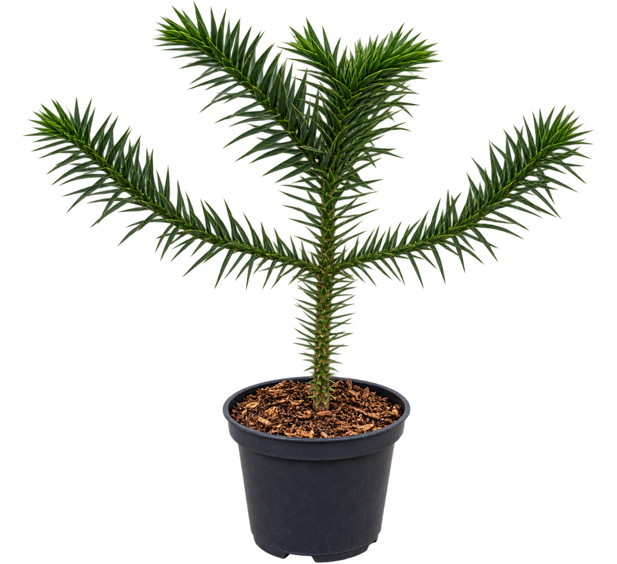 Chilenische Schmucktanne 30–40 cm – Araucaria araucana – winterharte Andentanne, Affenbaum und Schlangenbaum