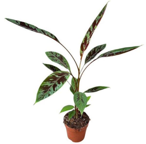 Musa acuminata subsp. zebrina (Zebrina Banane) 40-60 cm – Topf Ø 10,5 cm – Exotische Zimmerpflanze