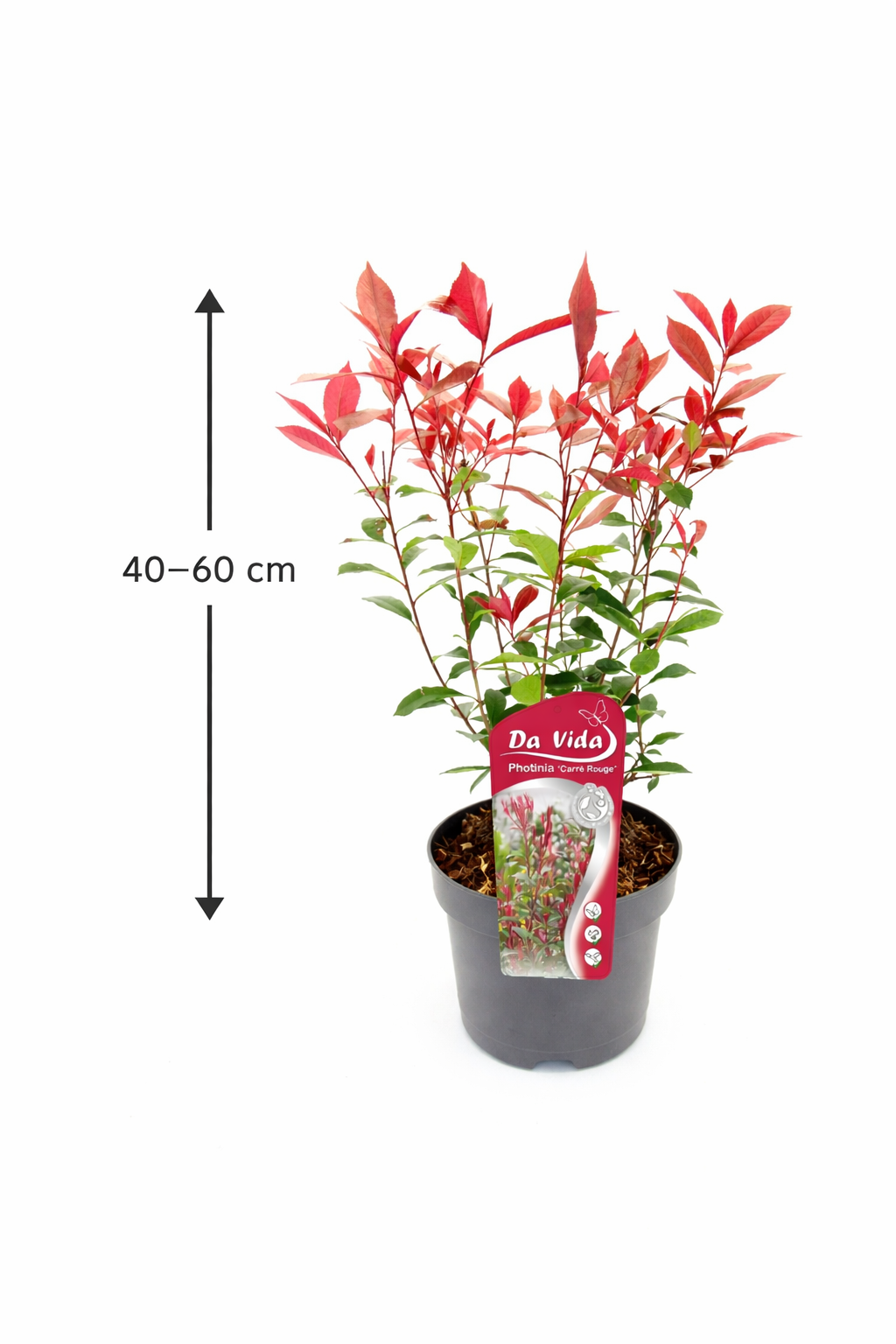 Photinia fraseri 'Carré Rouge' 40-60 cm, obzvláště červené listy, mrazuvzdorná