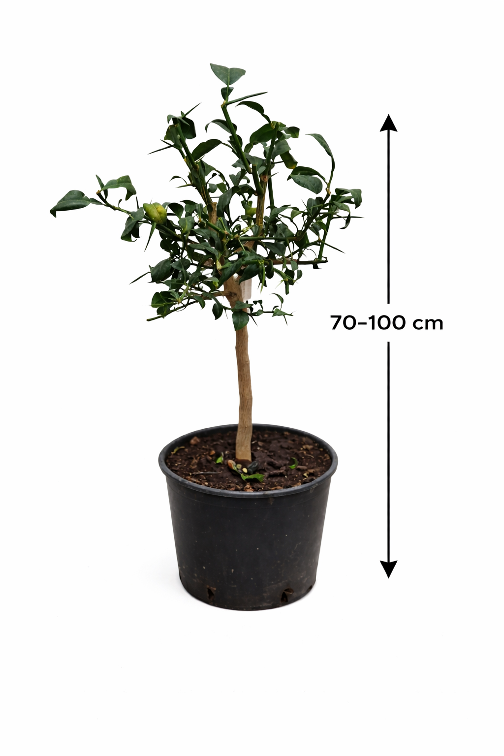 Citrus x junos - Yuzu 80-100 cm - Mrazuvzdorná odrůda citrusů do -12°C - roubovaná