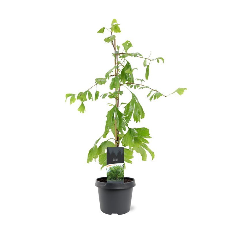 Ginkgo strom (Ginkgo biloba) 40-60 cm - Nejstarší žijící druh stromu