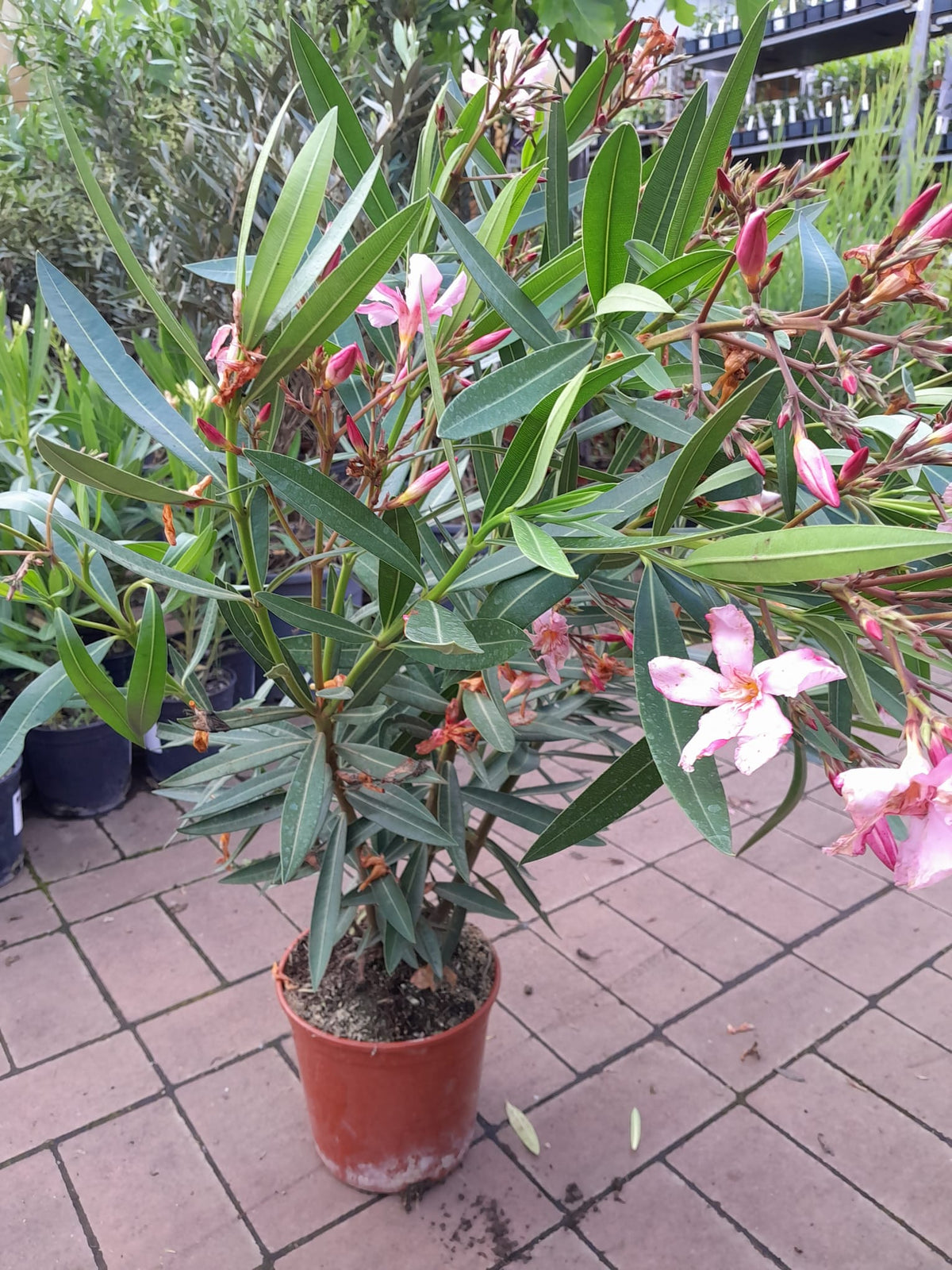Oleandr 80-100 cm Nerium oleander Pink - Emile