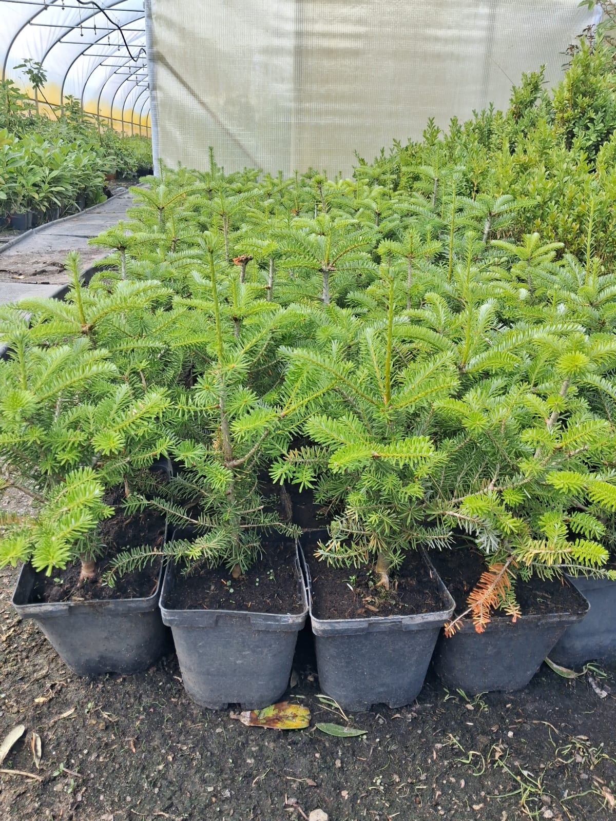Koreanische Tanne (Abies koreana) 40–50 cm – Immergrüner Zwerg-Nadelbaum für Garten & Kübel