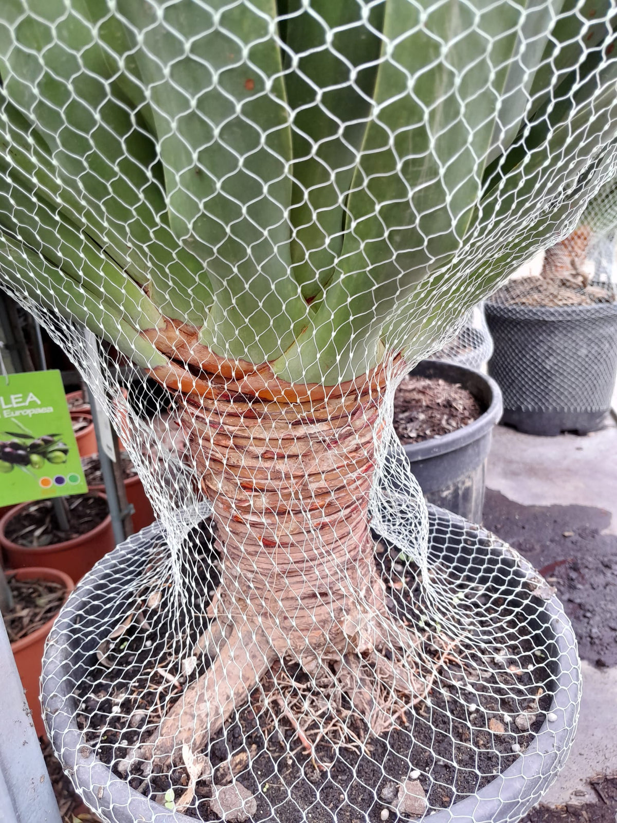XXL Dračí strom Kanárských ostrovů (Dracaena Draco) 100-120 cm – Exotická pokojová rostlina | Krvavý strom | Dračí strom pro domácnost i kancelář