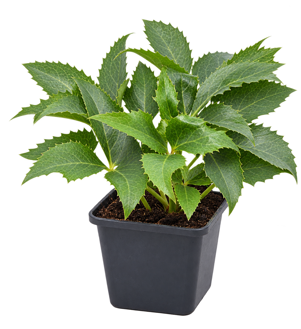Korsische Nieswurz – Helleborus argutifolius, immergrüne Blütenstaude für Garten & Kübel – 15–20 cm inkl. Topf