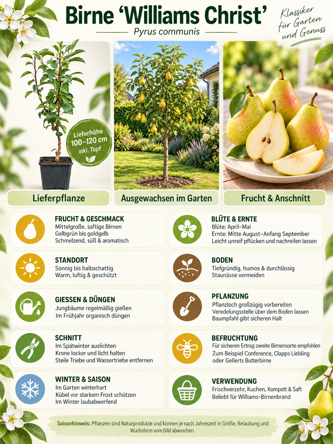 Birnbaum ‘Williams Christ’ 100–120 cm – Pyrus communis, aromatische Sommerbirne für Garten und Terrasse