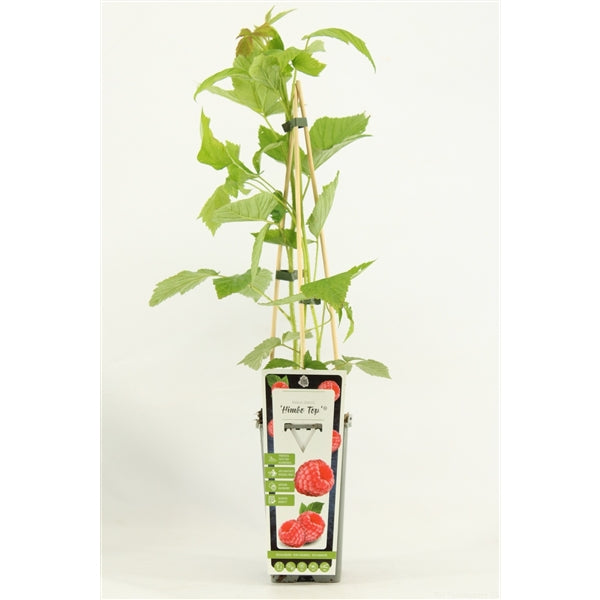 Rubus idaeus 'Himbo Top – Vysoce výnosná malinová rostlina 60-70 cm pro vaši zahradu'