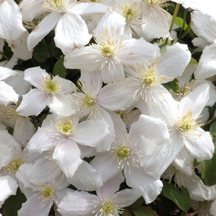 Clematis montana ‘Alba’ 30–50 cm – Weiße Berg-Waldrebe | winterharte Kletterpflanze für Garten & Balkon