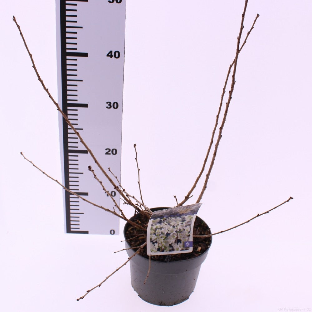 Prunus incisa 'Yamadei' - třešeň drážkovaná (40-60 cm) | Japonská okrasná třešeň do zahrady a na terasu