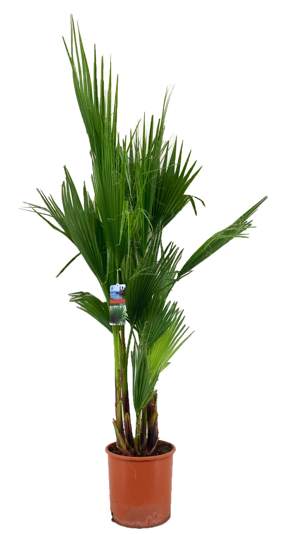 Washingtonia Robusta Palme 160–200 cm – Mexikanische Fächerpalme | Wintergarten- & Terrassenpflanze