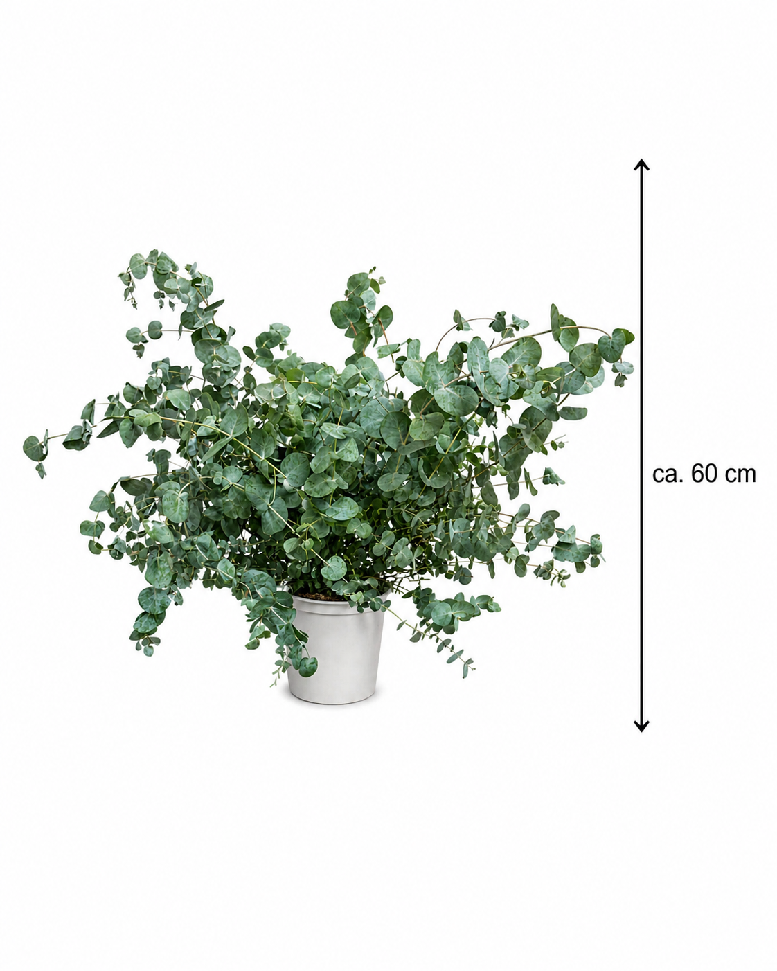 Eukalyptus Cinerea Silver Dollar PREMIUM Eukalyptový strom 60 - 80 cm mrazuvzdorná rostlina DOPRAVA ZDARMA