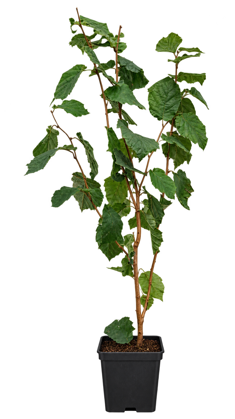 Haselnuss – Corylus avellana – winterharter Haselnussstrauch für Garten & Hecke – 100–120 cm inkl. Topf