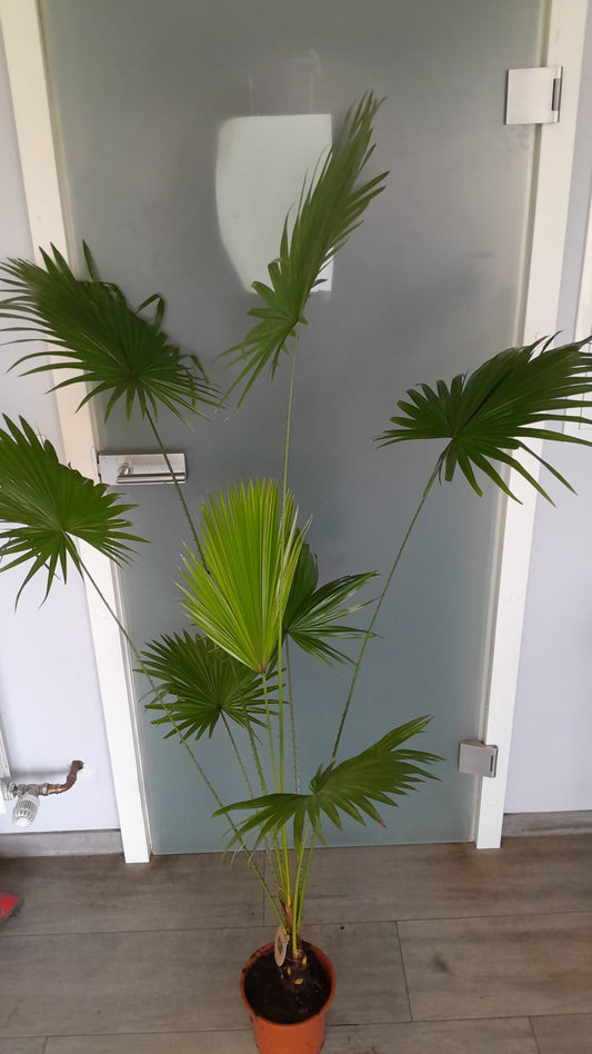 Livistona rotundifolia – Fächerpalme ca. 140–160 cm | Exotische Zimmerpflanze, tropisch & pflegeleicht