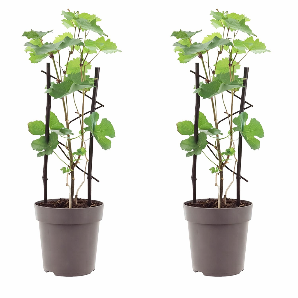2 Stück Rote Tafeltraube 'Boskoop Glory' (Vitis vinifera) – Winterharte Weinrebe, 30–50 cm inkl. Topf, aromatische Trauben für Garten & Terrasse