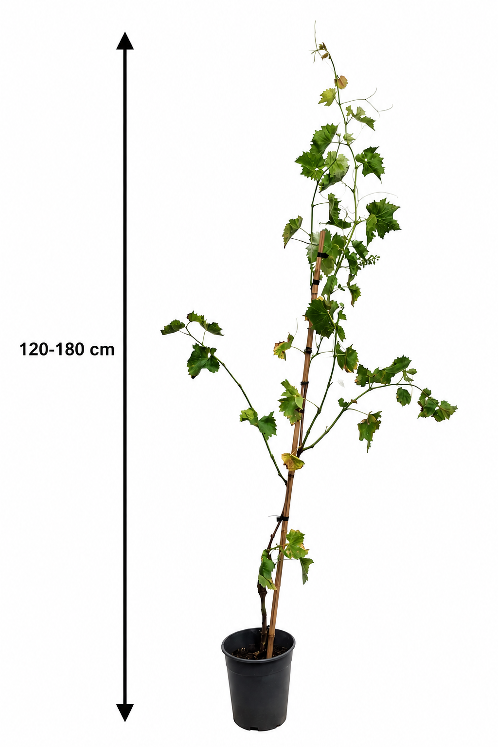 Vitis Buffalo 120-180 cm Weinrebe | Tafeltraube Blaue Weinrebe Rebstock Kletterpflanze winterhart