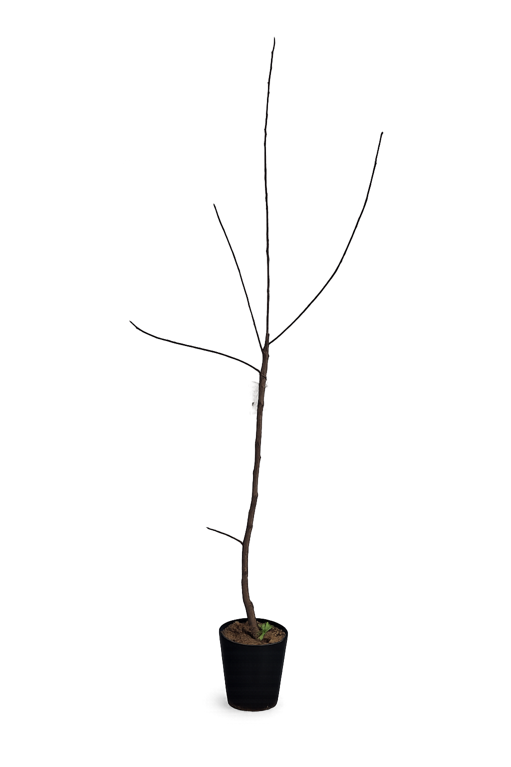 Kaki Baum Diospyros kaki Mela 160 200 cm Kakipflaume Sharonfrucht winterharte Exotenpflanze