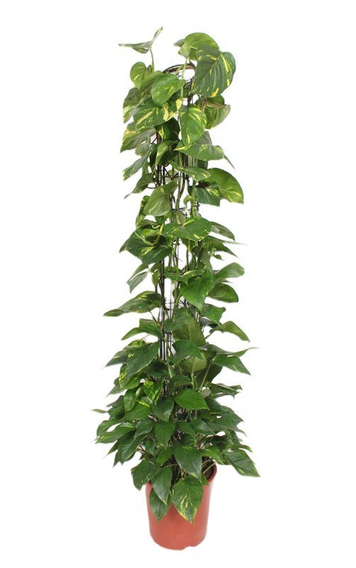 Epipremnum Aureum na mechové tyčce 160 cm Dekorativní popínavá rostlina pro váš domov