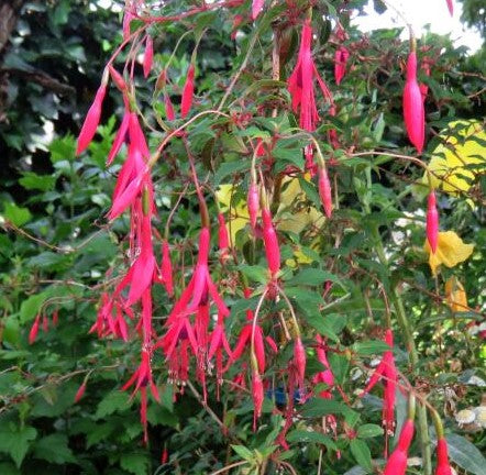 Venkovní sada 3 kusů fuchsie Riccartonii - květináč o průměru 9 cm, odolná fuchsie