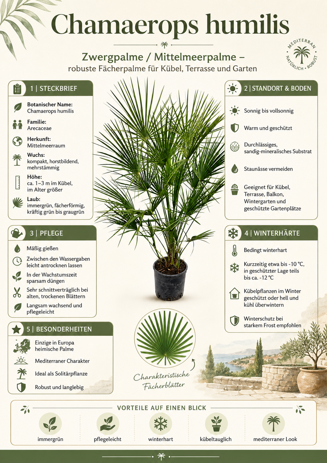 Zwergpalme 130–160 cm – Europäische Zwergpalme Chamaerops humilis winterhart Palme Garten Terrasse mediterran