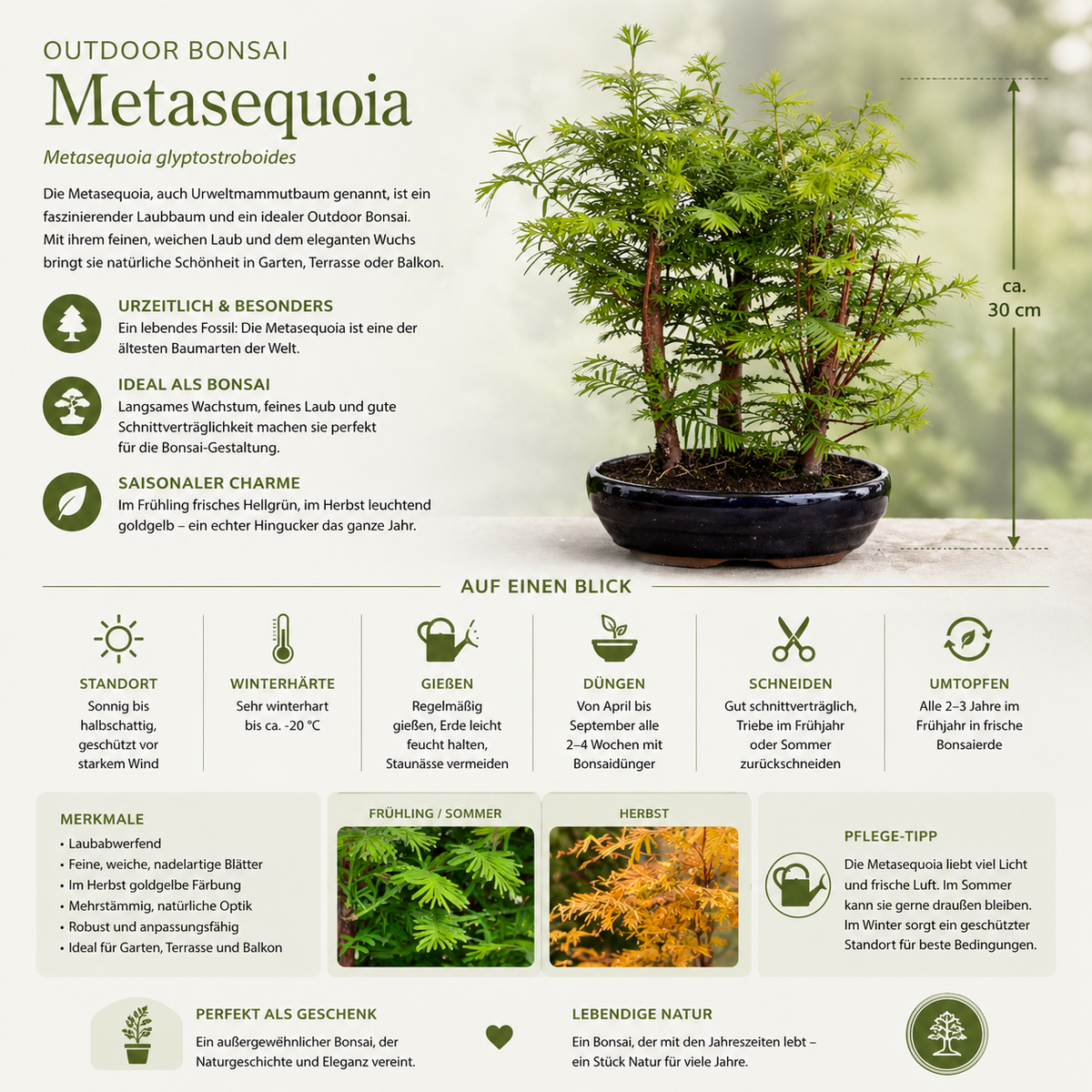 Outdoor Bonsai Urweltmammutbaum (Metasequoia) ca. 30 cm – winterhart, pflegeleicht, Mini Baum für Garten & Balkon