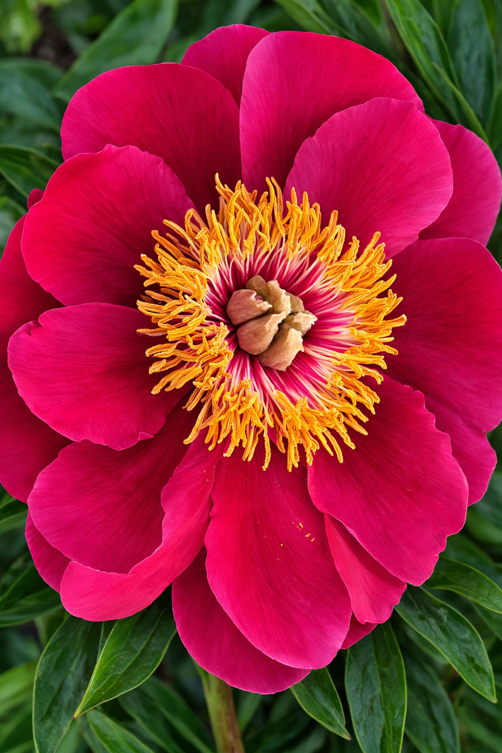 Paeonia lactiflora Eventide Pfingstrose im 1 L Topf Edel Pfingstrose winterharte Garten Staude