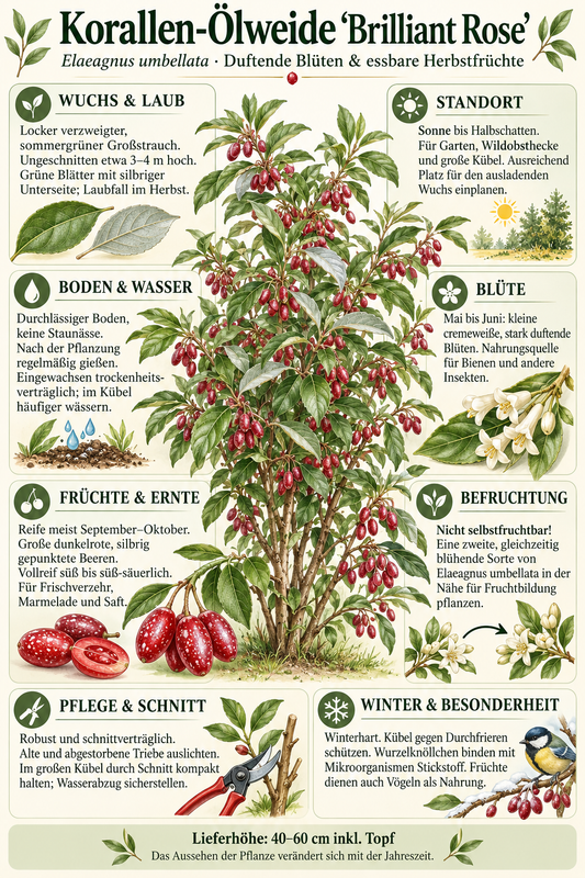 Schirm-Ölweide ‘Brilliant Rose’ – Elaeagnus umbellata, winterharter Beerenstrauch mit essbaren Früchten – 40–60 cm inkl. Topf