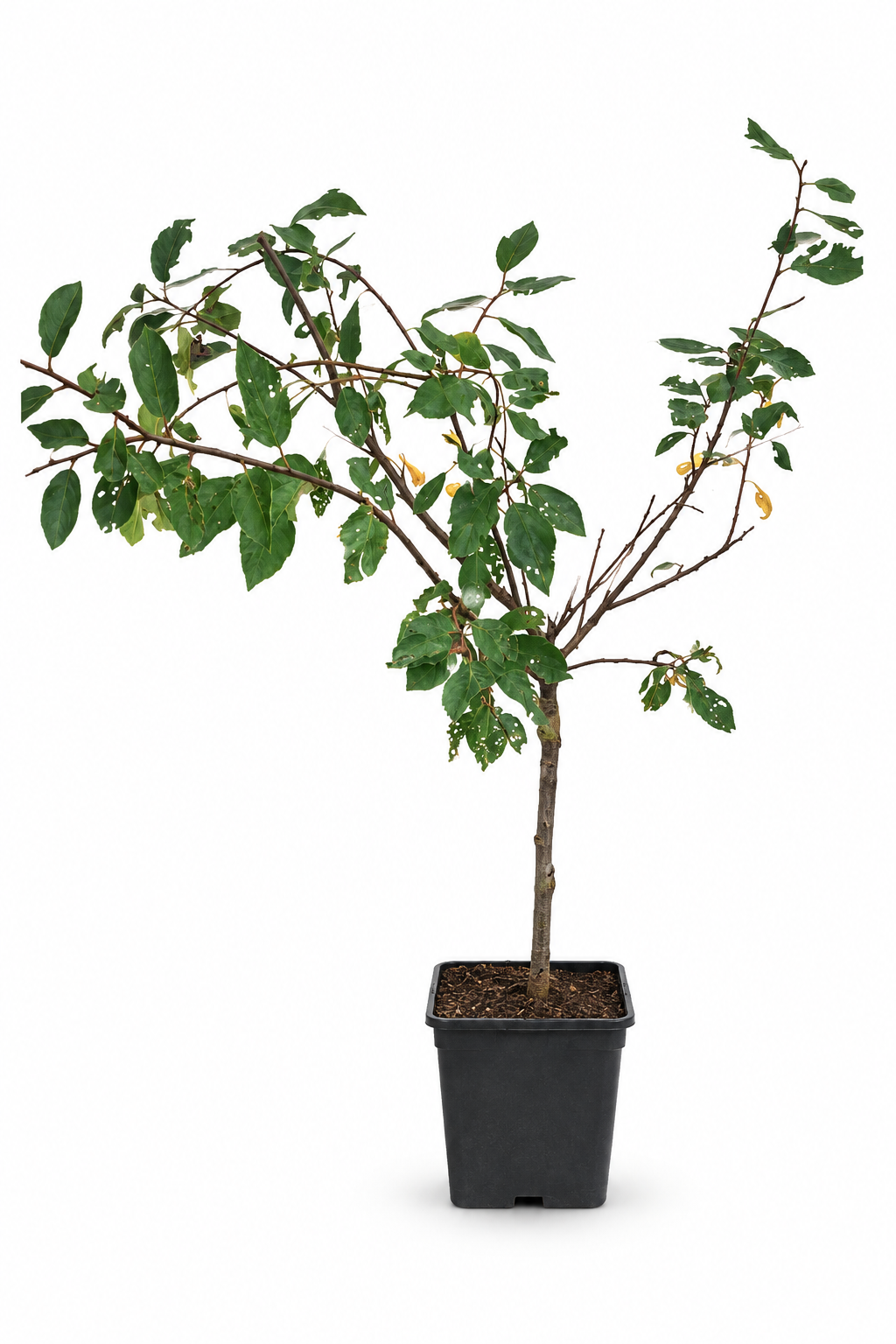 Mirabelle von Nancy 100–120 cm – Doppelte Mirabelle, winterharter Mirabellenbaum im Topf