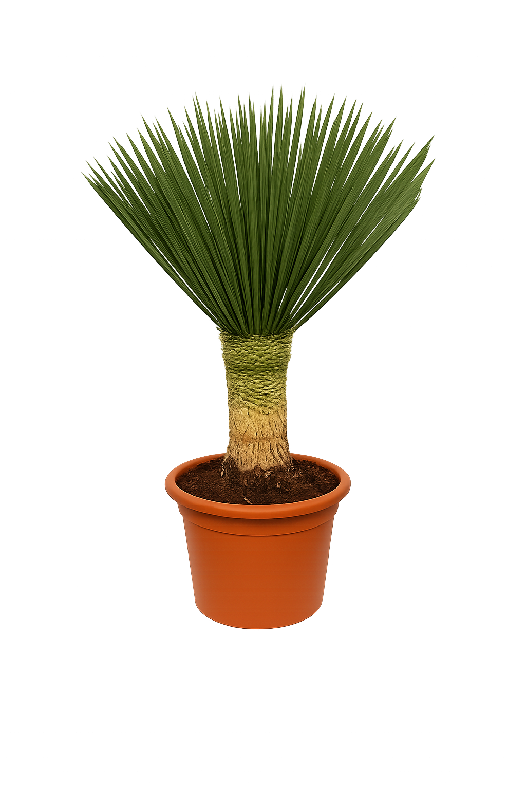 Yucca Rostrata 'Blue Swan' ca. 100 cm Gesamthöhe – Palmlilie mit 30 cm Stamm im 30 cm Topf | Winterharte Wüstenpflanze