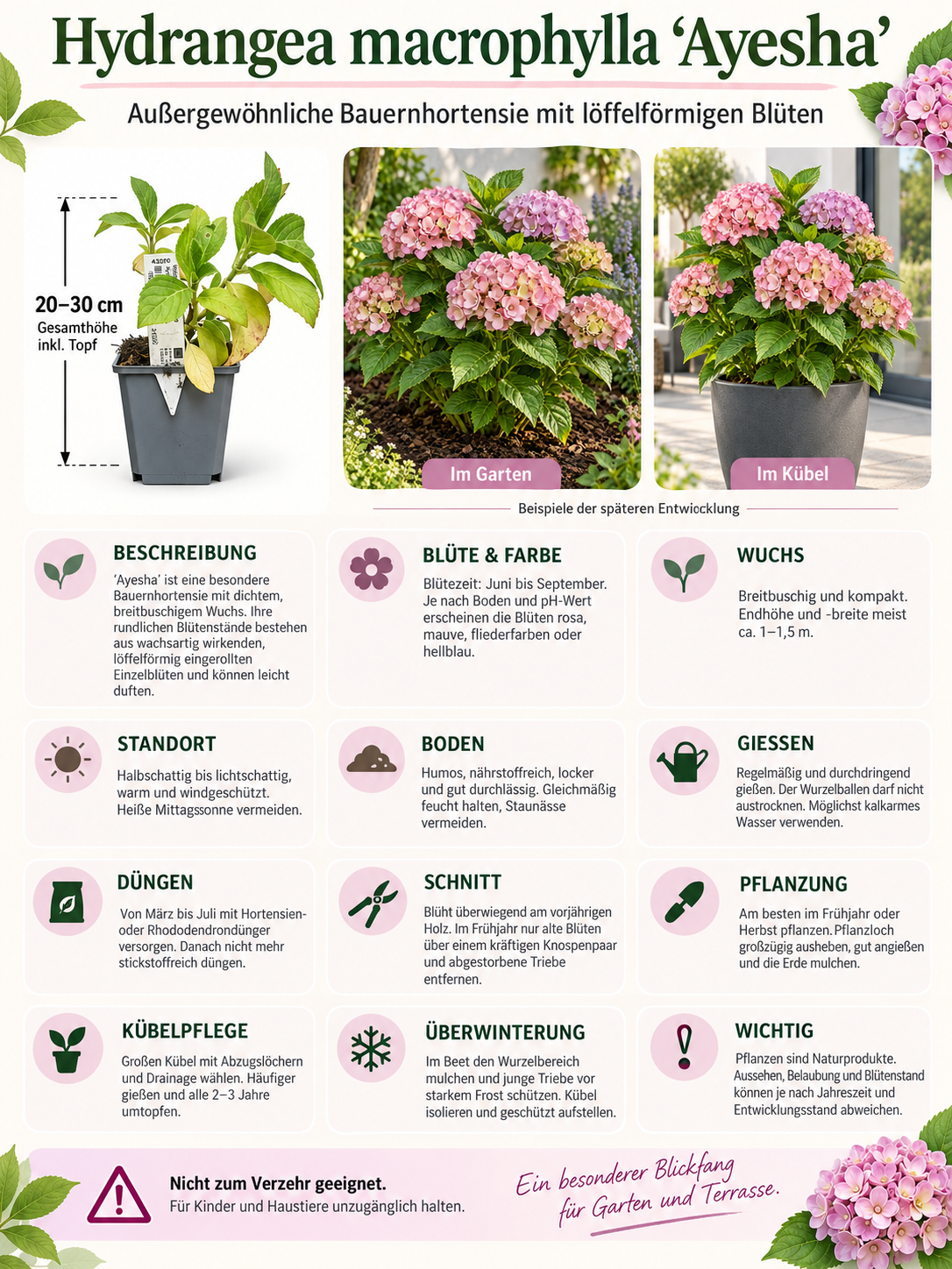 Bauernhortensie ‘Ayesha’ 20–30 cm – Rosa blühende Hydrangea macrophylla für Garten und Kübel