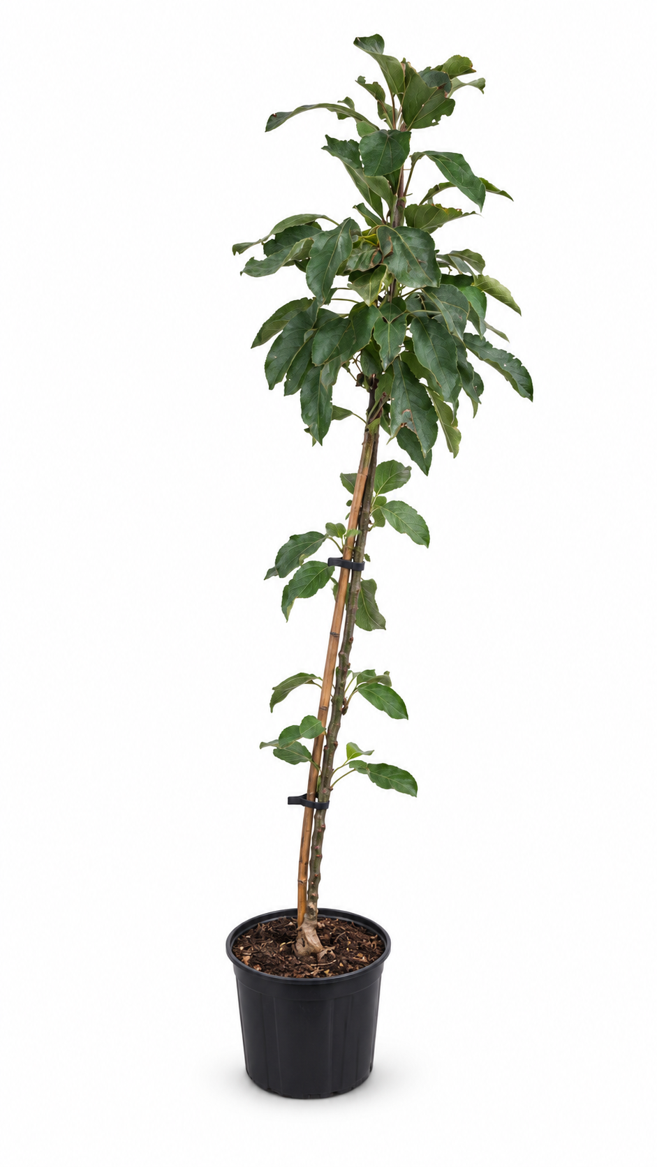 Säulenapfel ‘Red Leaf’ 130–160 cm – Rotlaubiger Säulen-Apfelbaum für Garten, Terrasse und Kübel