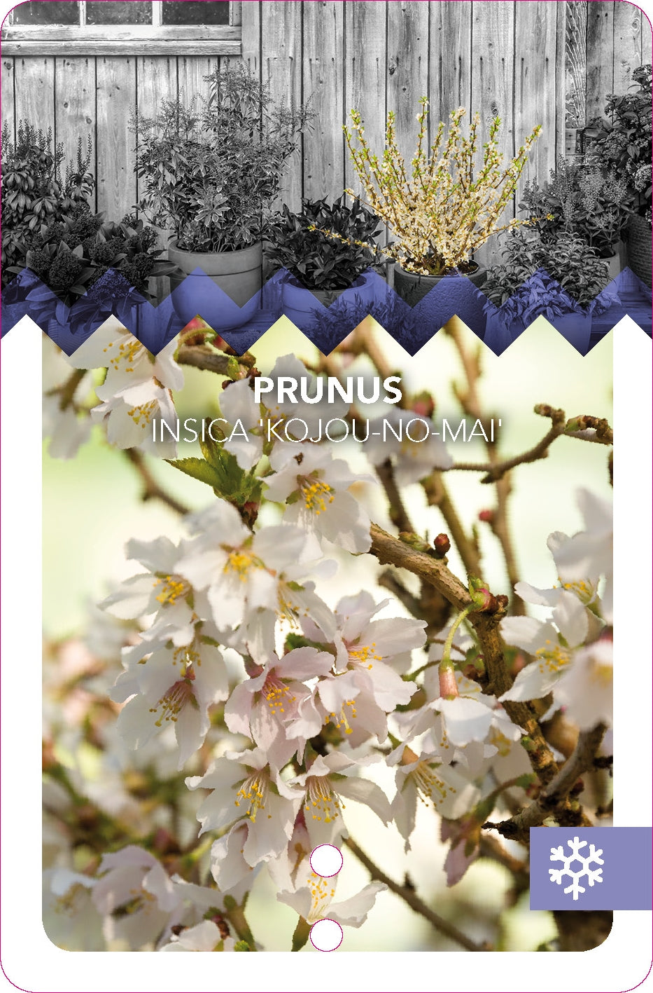 Prunus incisa 'Kojou-no-mai' – Geschlitzte Kirsche, Zwerg-Kirschbaum 40-60 cm – Ideal für Garten und Terrasse