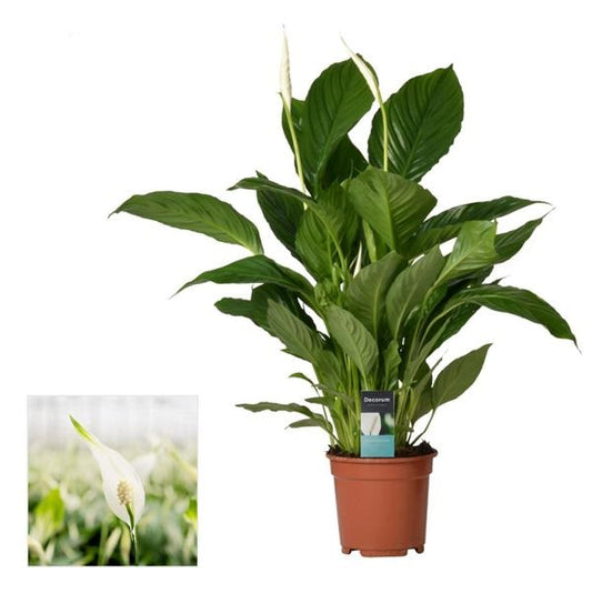 Mírová lilie Spathiphyllum Verdi - Mírová lilie cca. 75 cm čištění vzduchu a snadná údržba pro váš domov