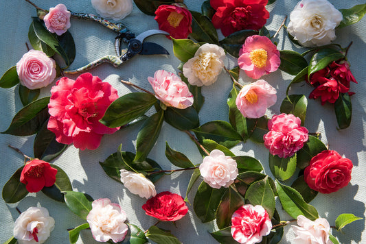 Camellia japonica – Japanische Kamelie | Immergrüne Blühpflanze mit eleganten Blüten – Gesamthöhe 60–80 cm