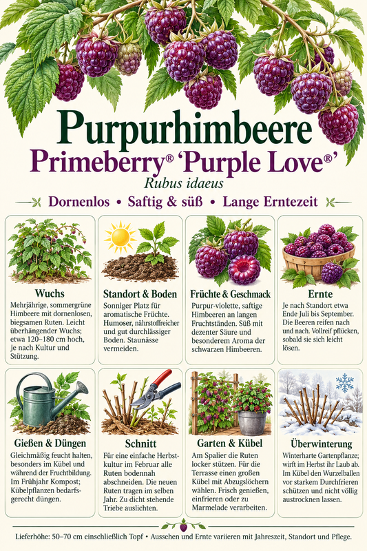 Himbeere Primeberry® ‘Purple Love’ – dornenlose Purpurhimbeere für Garten & Kübel – 50–70 cm inkl. Topf