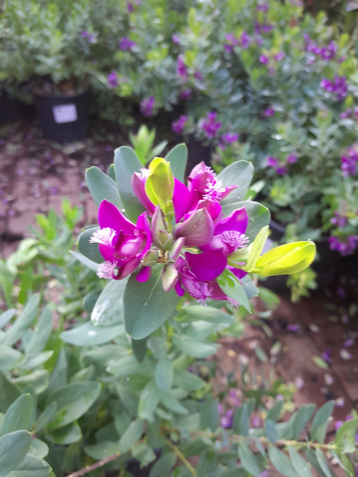 Polygala myrtifolia cca. 50 cm - Mléčnice - Středomořská rostlina - Okřídlený květ