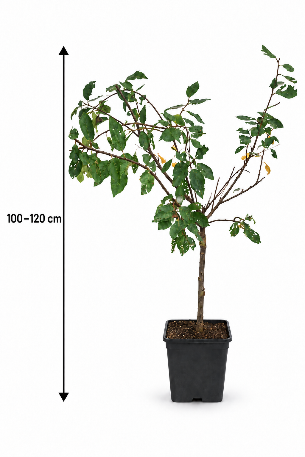 Mirabelle von Nancy 100–120 cm – Doppelte Mirabelle, winterharter Mirabellenbaum im Topf