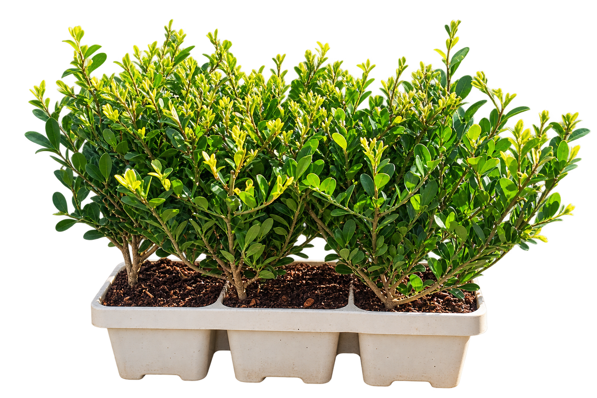 Ilex crenata ‘Jenny’ 6er-Set 20–25 cm – Japanische Stechpalme als immergrüne Heckenpflanze und Buchsbaum-Ersatz