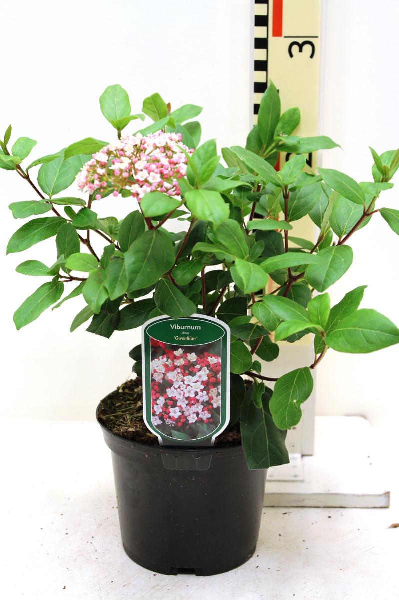 Viburnum tinus 'Gwenllian' cca. 30 cm - kalina středomořská - nenáročný keř do vaší zahrady