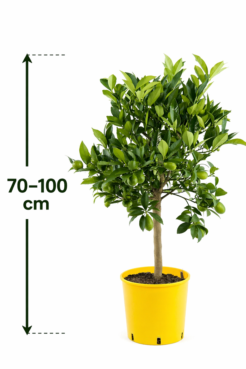 Italský limetkový kvat Eustis Citrus x floridana
