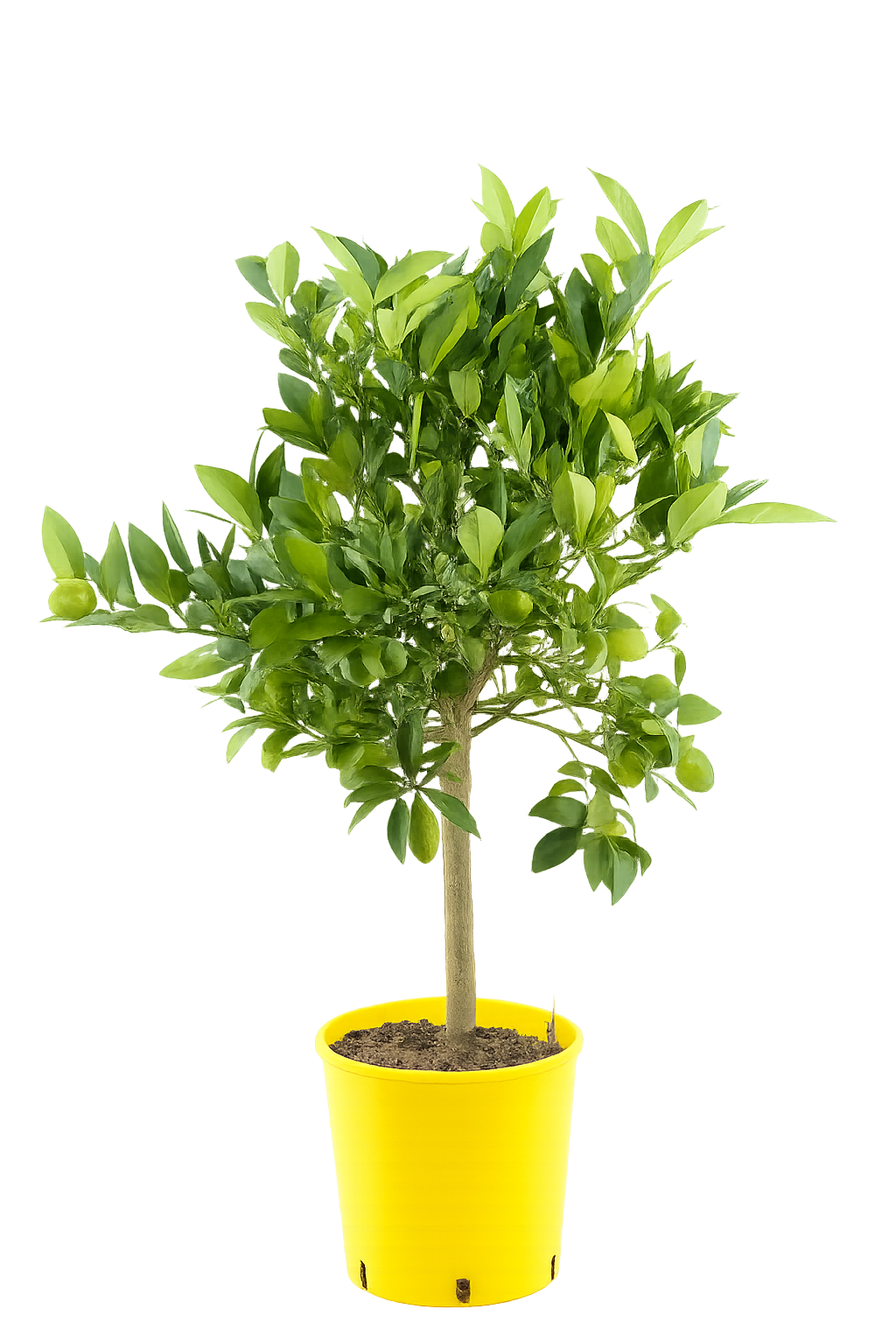 Italský limetkový kvat Eustis Citrus x floridana