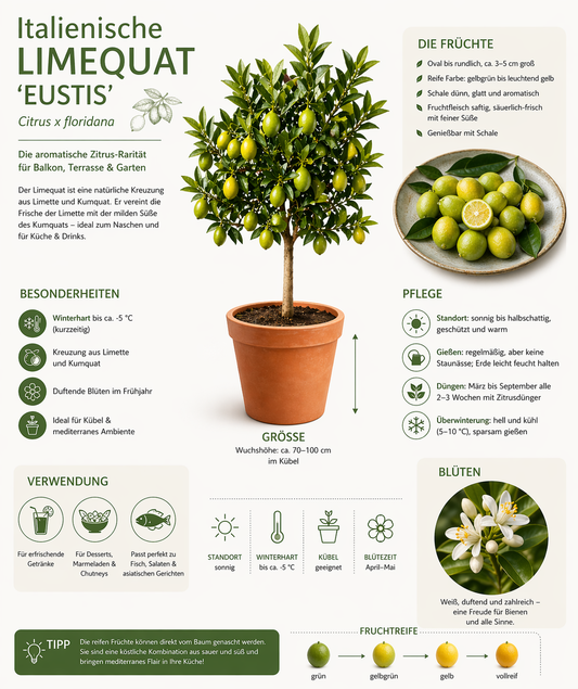Italský limetkový kvat Eustis Citrus x floridana