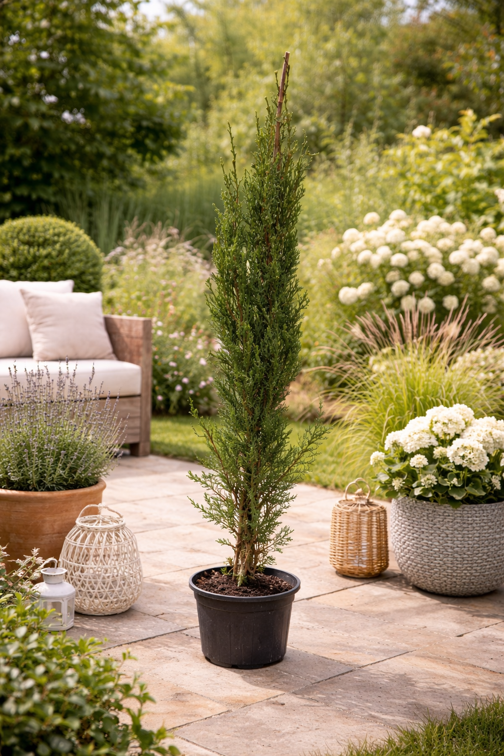 Středozemní cypřiš Cupressus sempervirens Cypřiš sloupovitý Pravý cypřiš