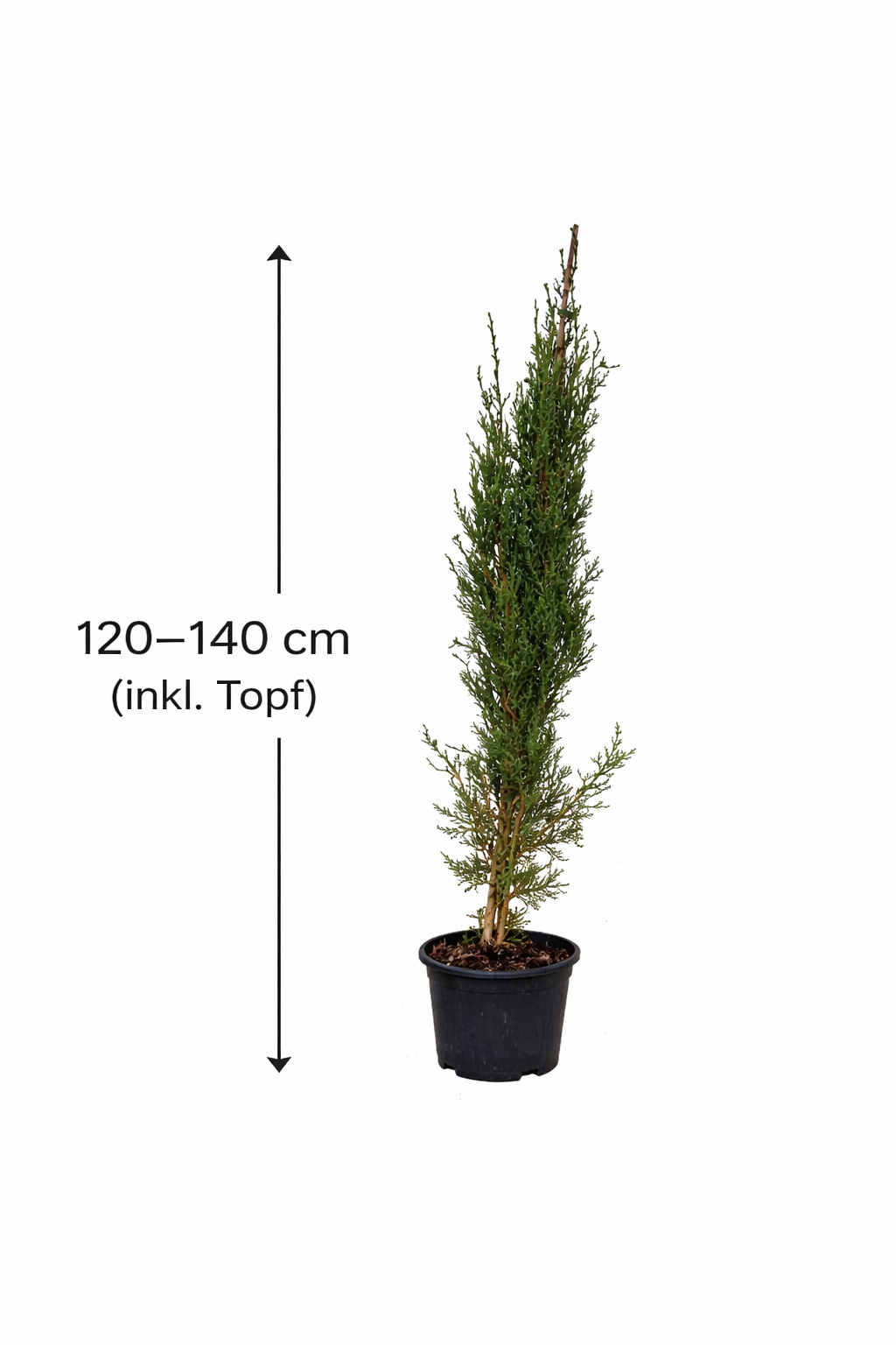 Středozemní cypřiš Cupressus sempervirens Cypřiš sloupovitý Pravý cypřiš