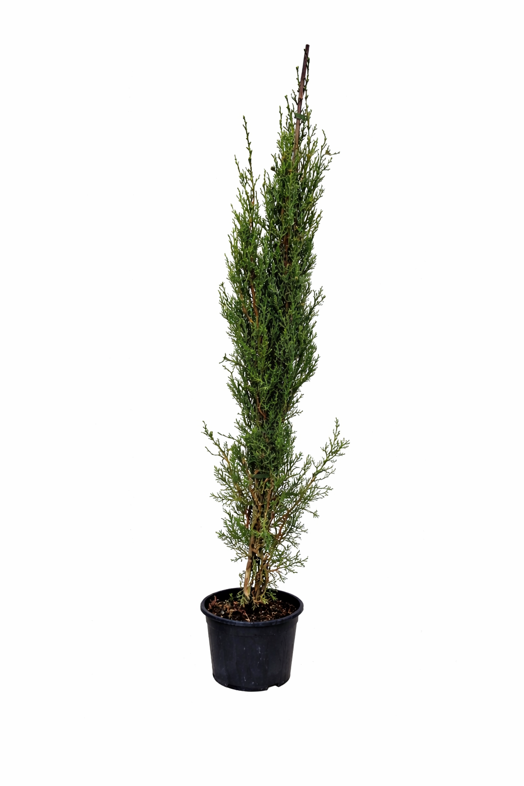 Středozemní cypřiš Cupressus sempervirens Cypřiš sloupovitý Pravý cypřiš
