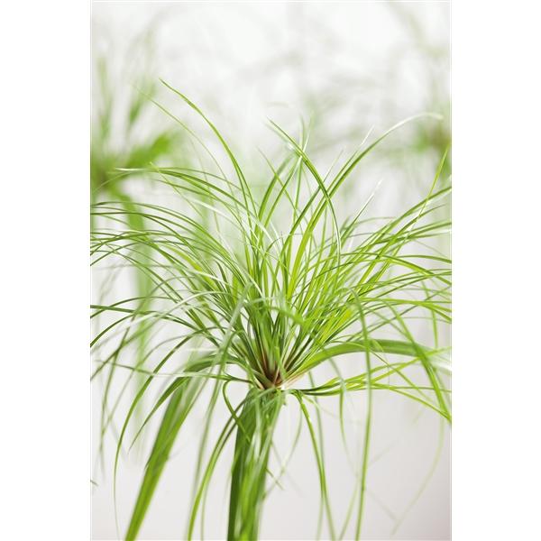 Cyperus - Zyperngras - Wasserpalme - Papyrusgras - Wasserpflanze - Sumpfpflanze